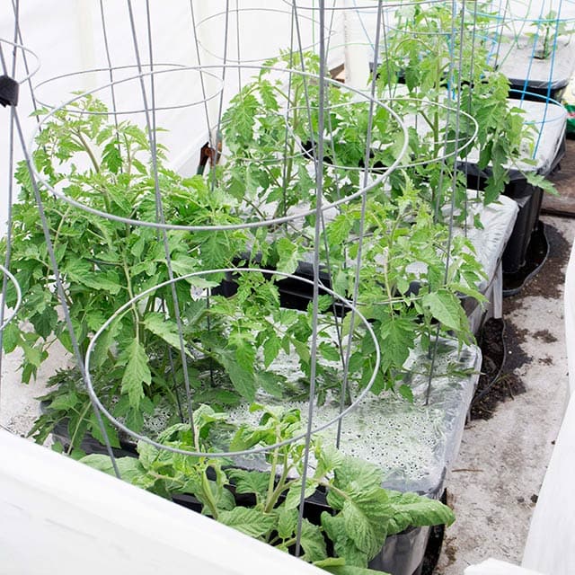 Support 8-Foot Tomatoes: How Tall Cages Boost Growth & Yield